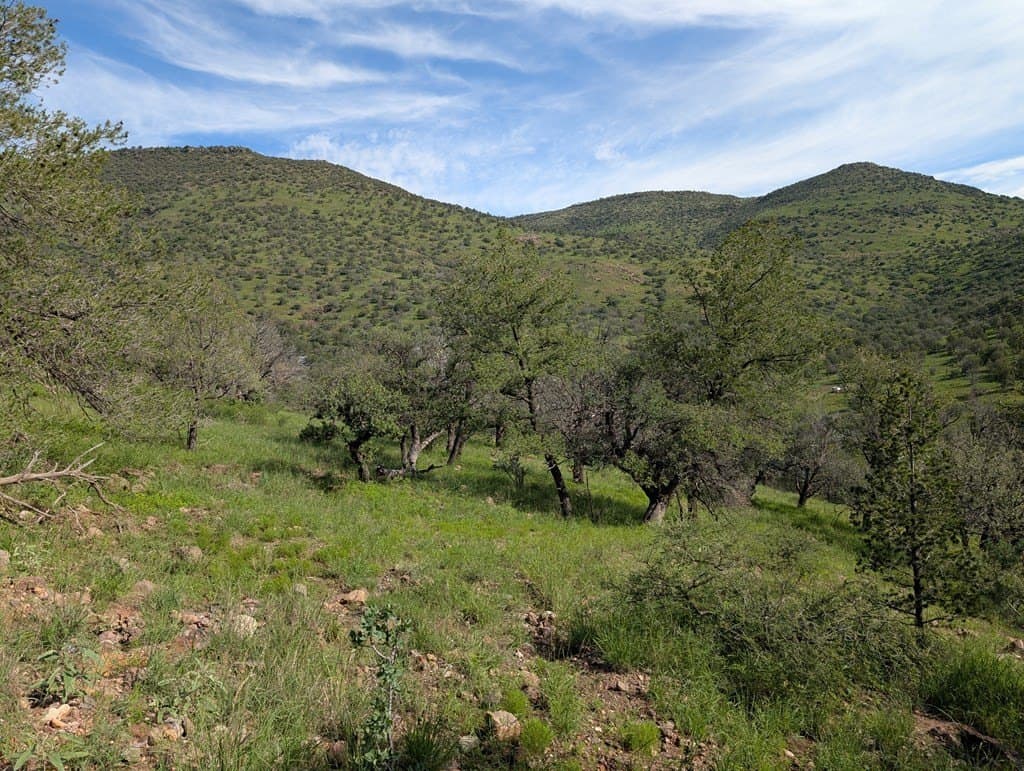 6.15 acres in Jeff Davis County - photo 6