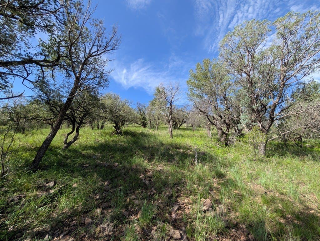 6.15 acres in Jeff Davis County - photo 13