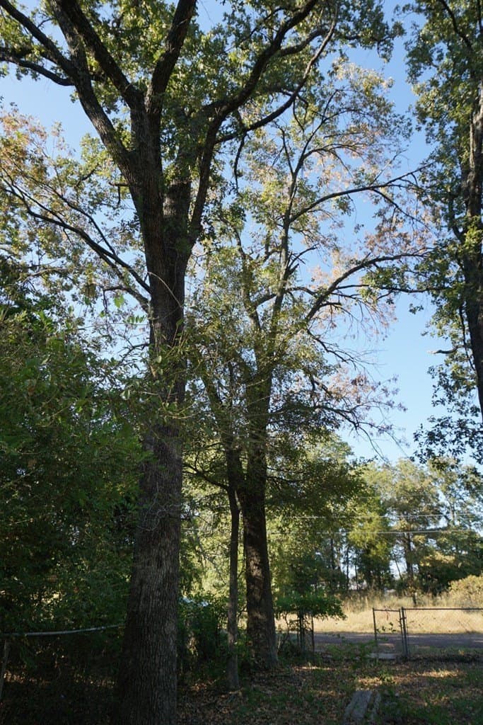 0.25 acres in Henderson County - photo 21