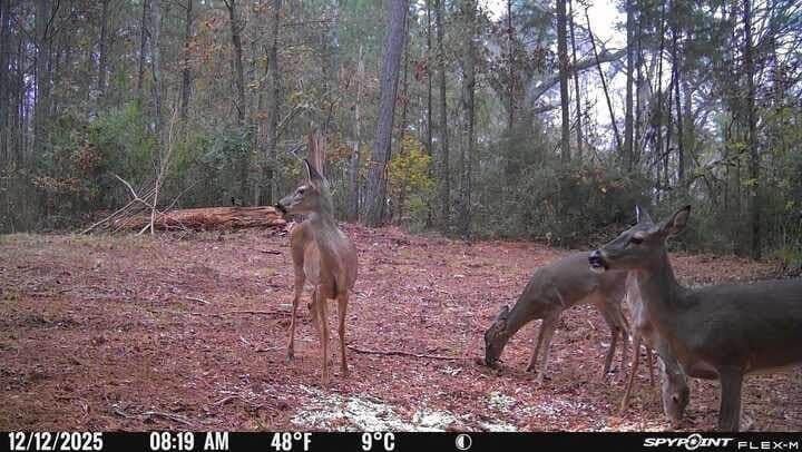10.4 acres in Nacogdoches County - photo 39