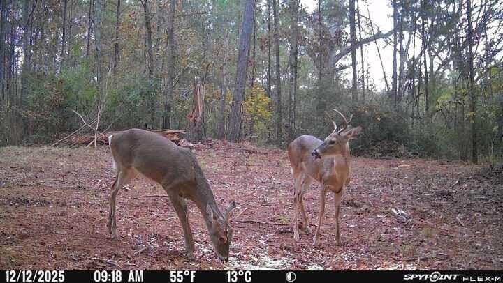 10.4 acres in Nacogdoches County - photo 38