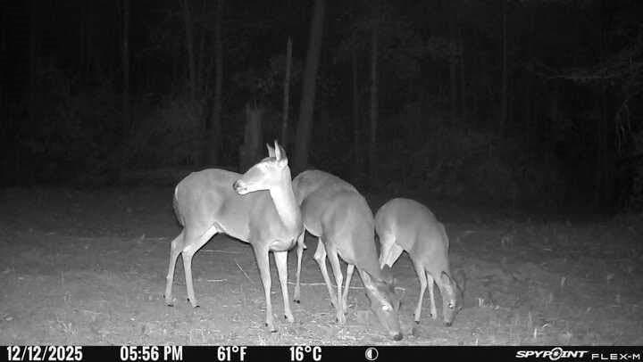 10.4 acres in Nacogdoches County - photo 37