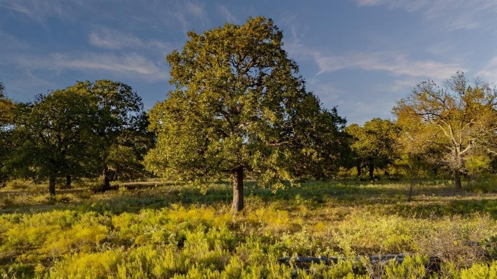 20 acres in Jack County - photo 4