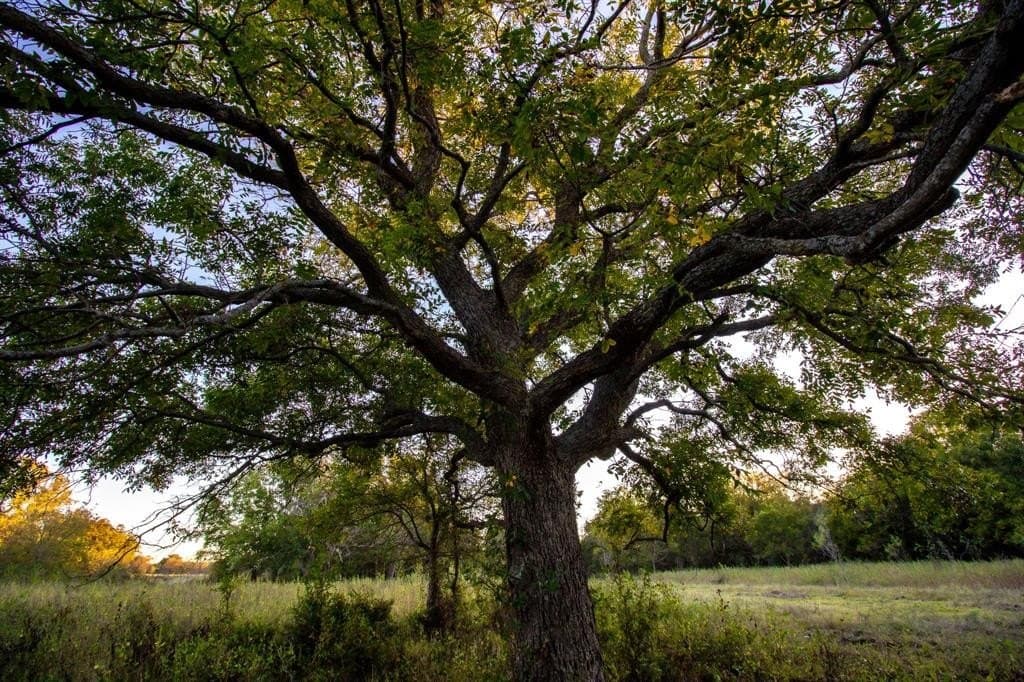 20 acres in Jack County - photo 11