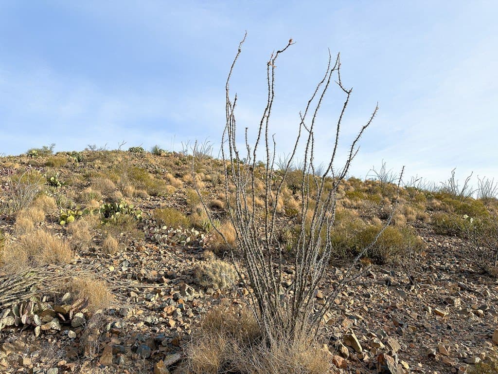 20 acres in Brewster County - photo 8