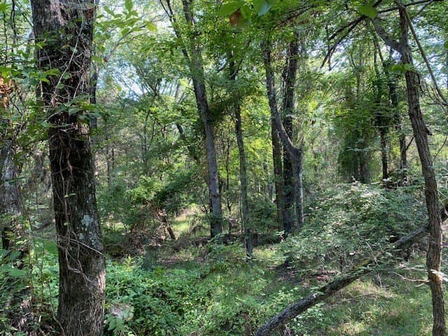 24.84 acres in Henderson County - photo 5