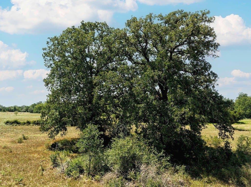 11 acres in Fayette County - photo 11