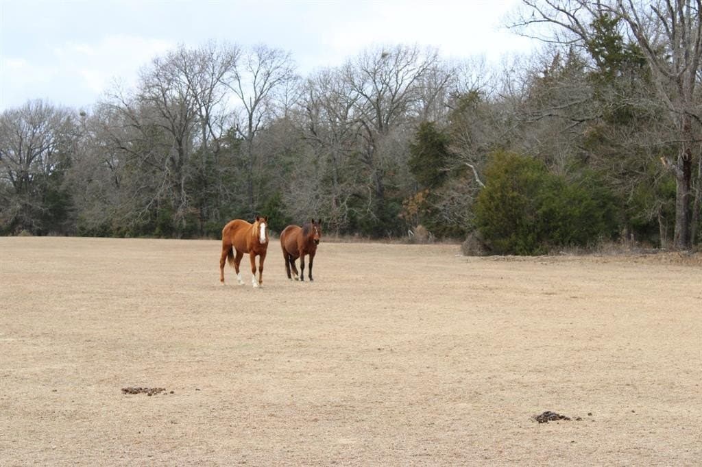 25 acres in Wood County - photo 26