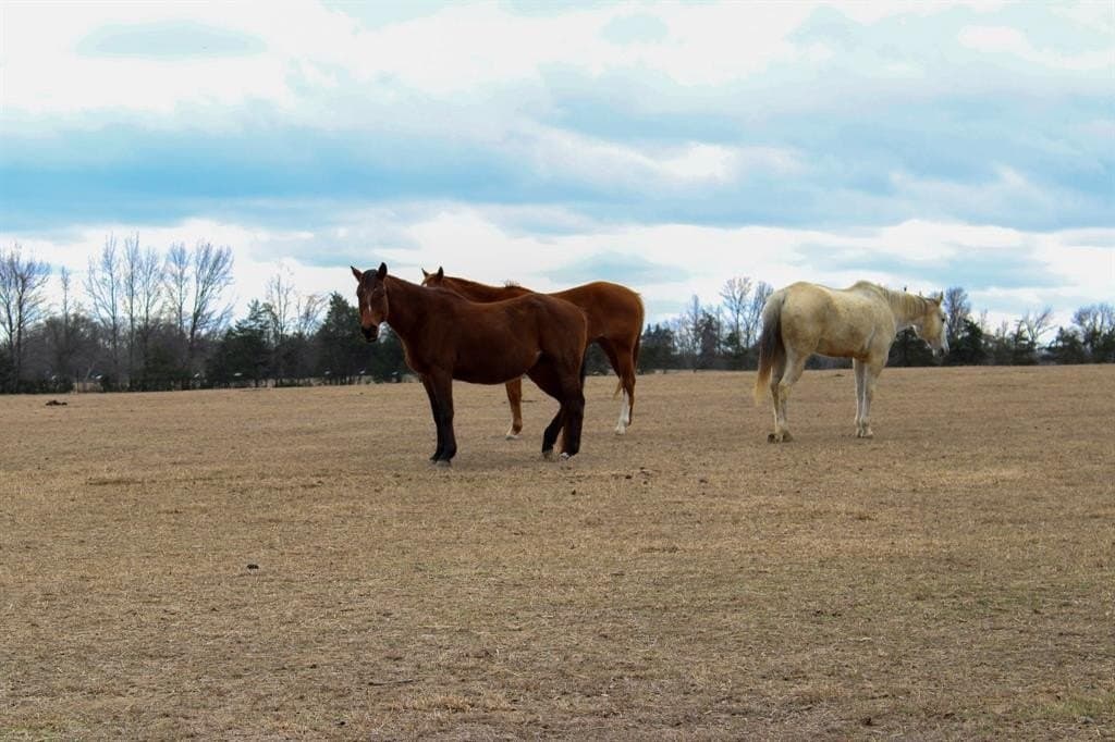 25 acres in Wood County - photo 21