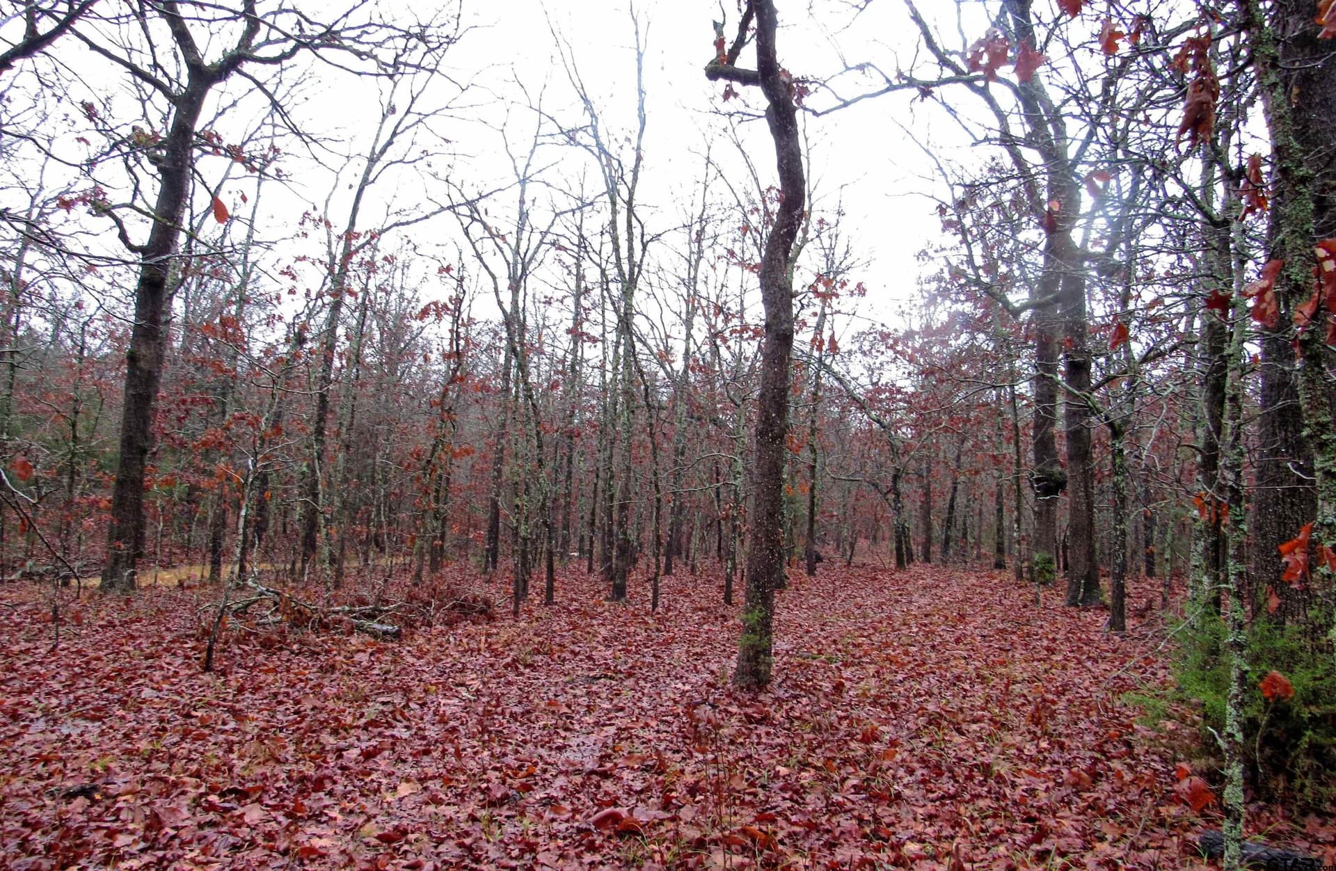 30 acres in Lamar County - photo 24