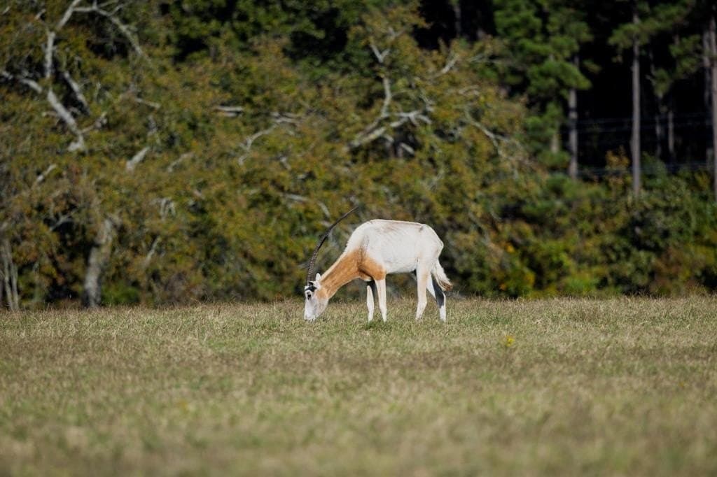 417.32 acres in Harrison County - photo 8
