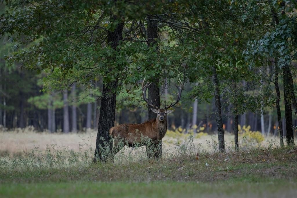 417.32 acres in Harrison County - photo 9