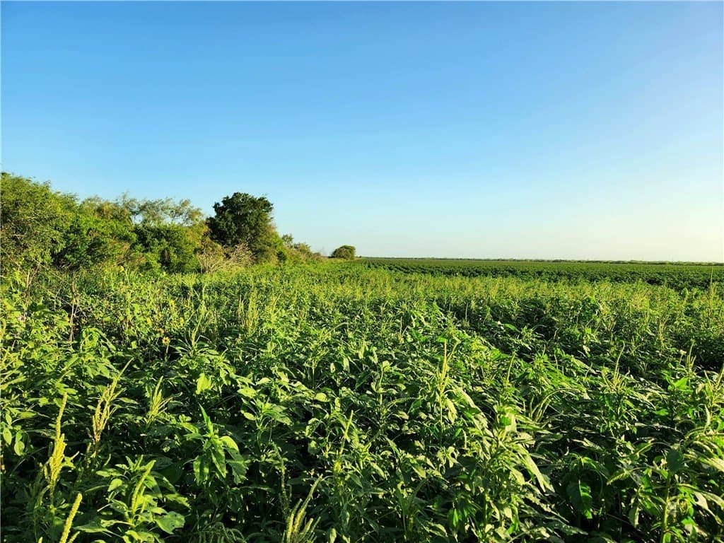 147.58 acres in Nueces County - photo 6