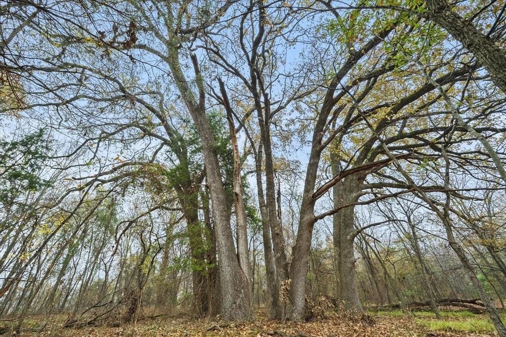 17.53 acres in Rains County - photo 18
