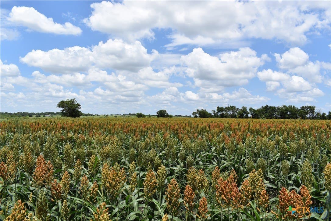 20 acres in Milam County - photo 7