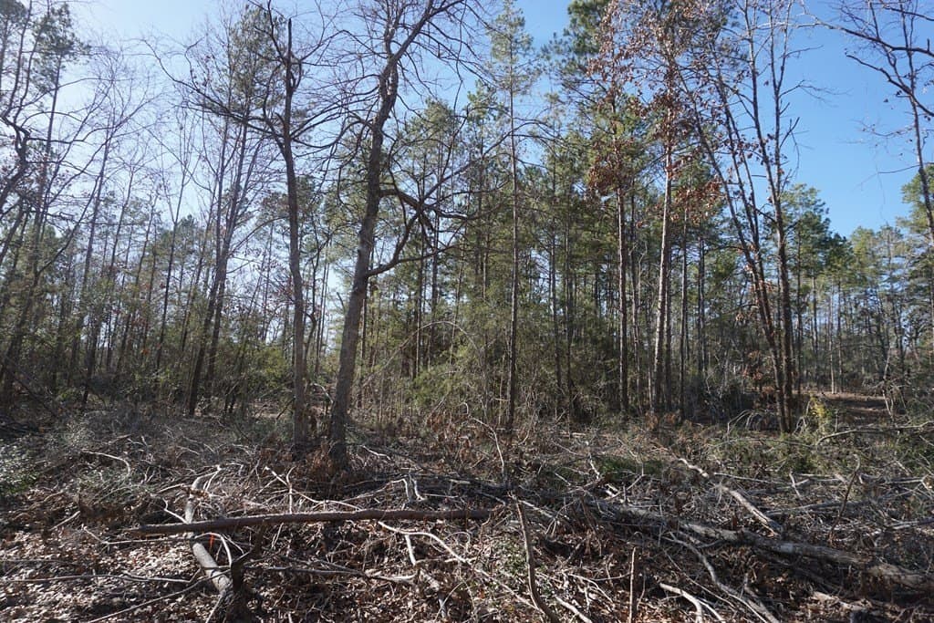 16.92 acres in LEON County - photo 4