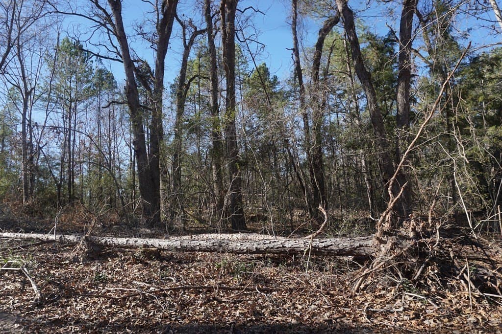 16.92 acres in LEON County - photo 5