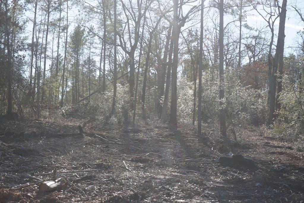 16.92 acres in LEON County - photo 2