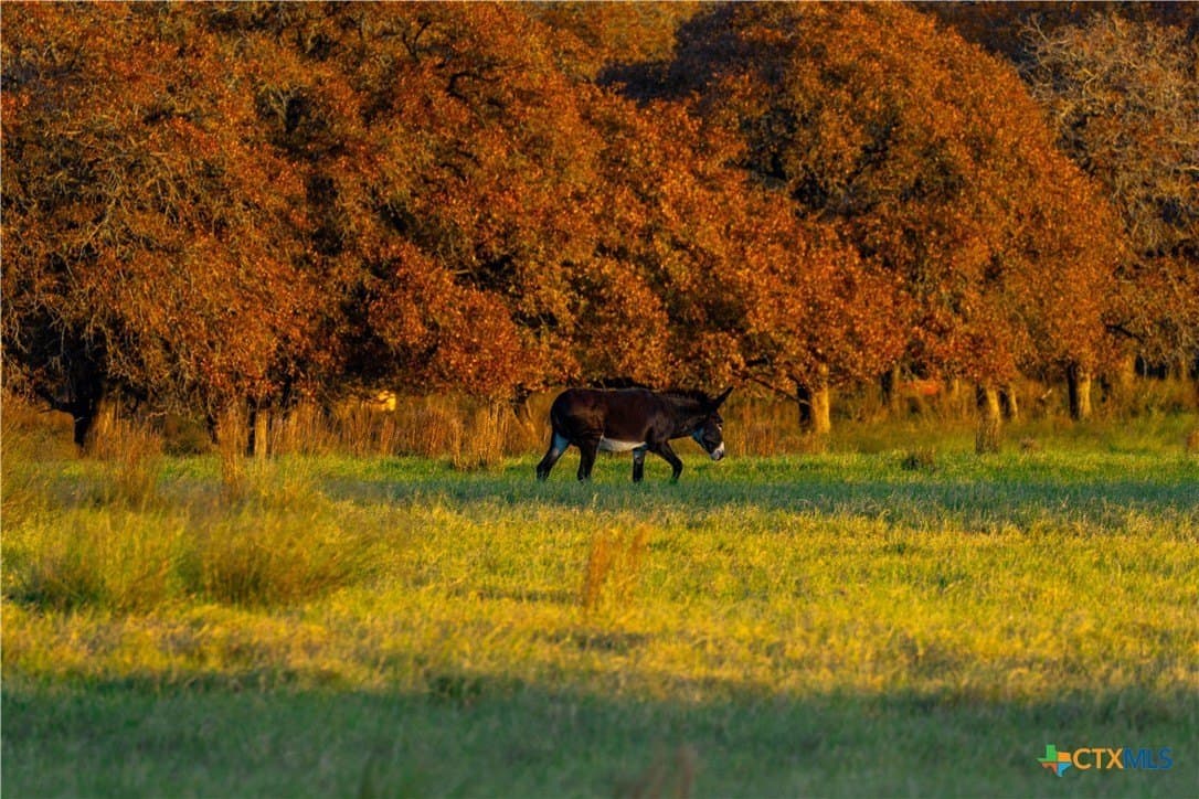 100 acres in Guadalupe County - photo 12