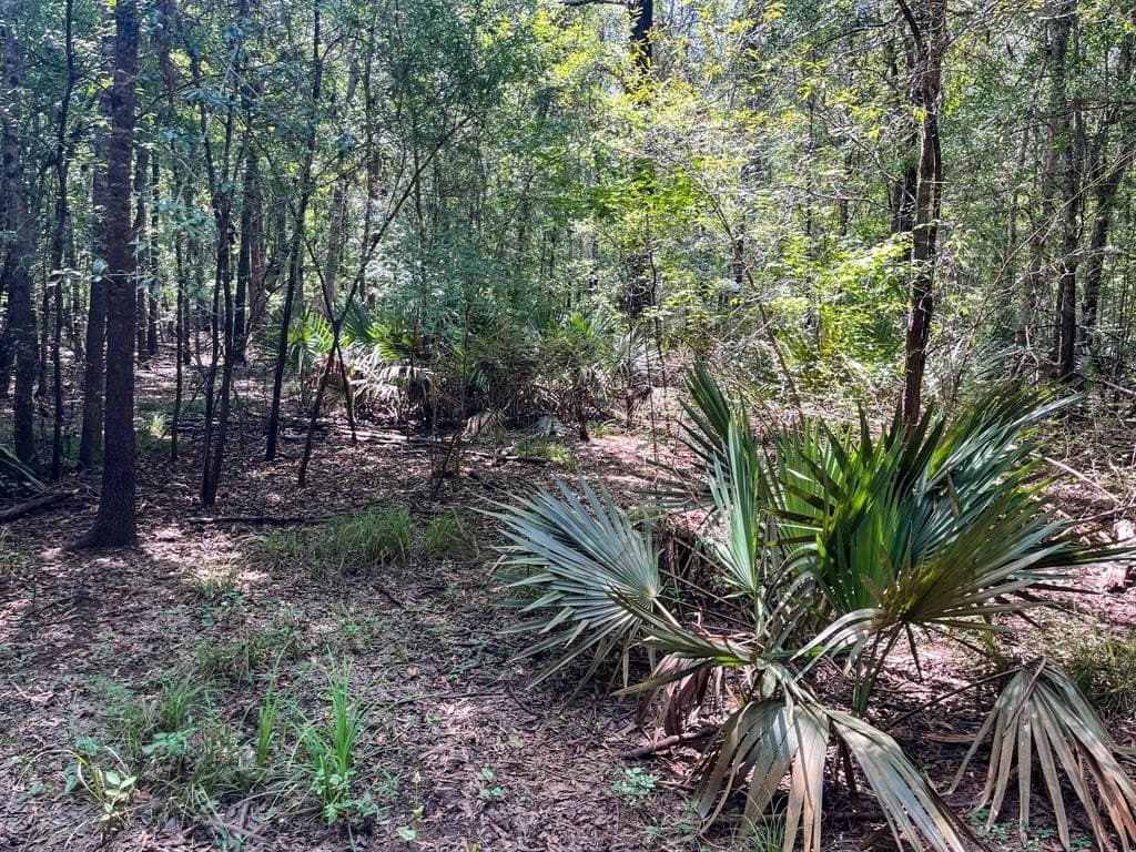 147.06 acres in Leon County - photo 29