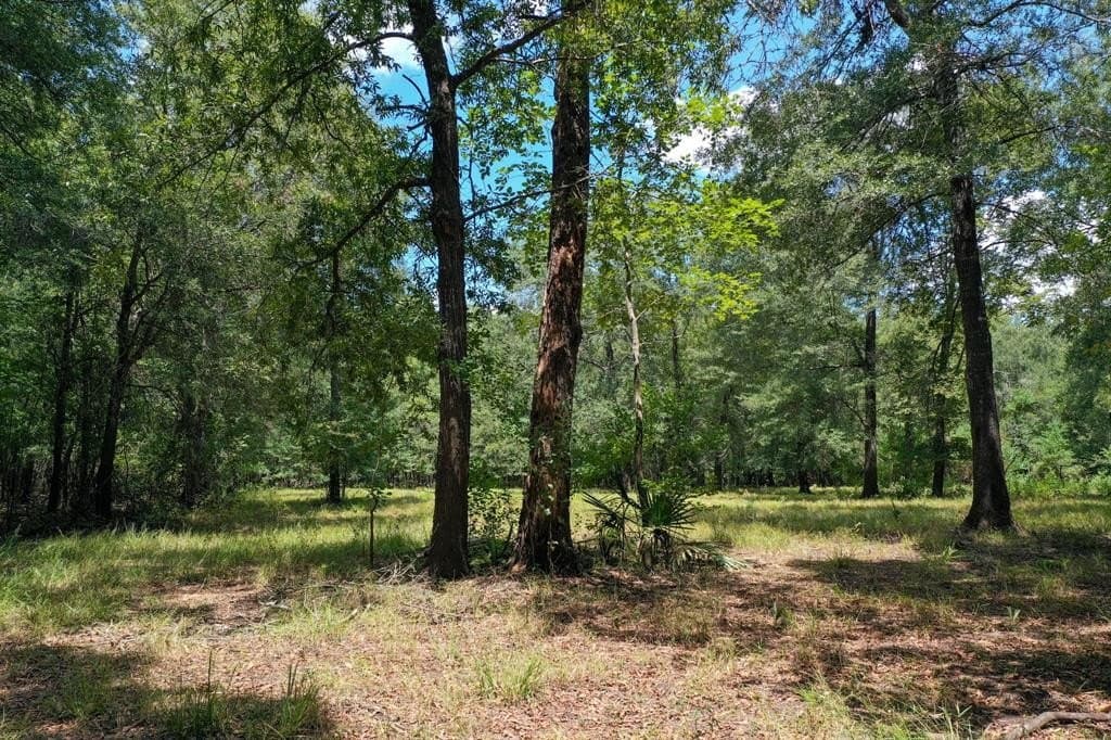 147.06 acres in Leon County - photo 40