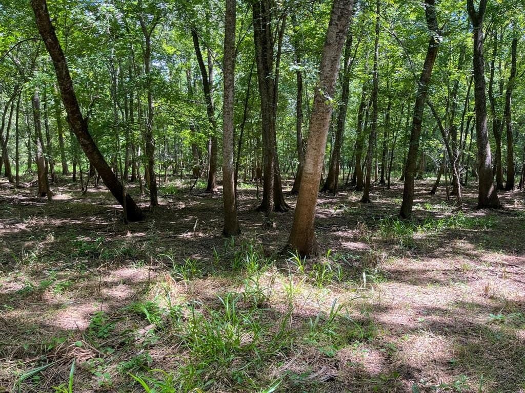 147.06 acres in Leon County - photo 34