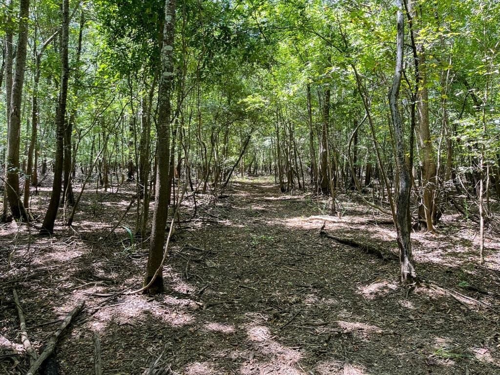 147.06 acres in Leon County - photo 24