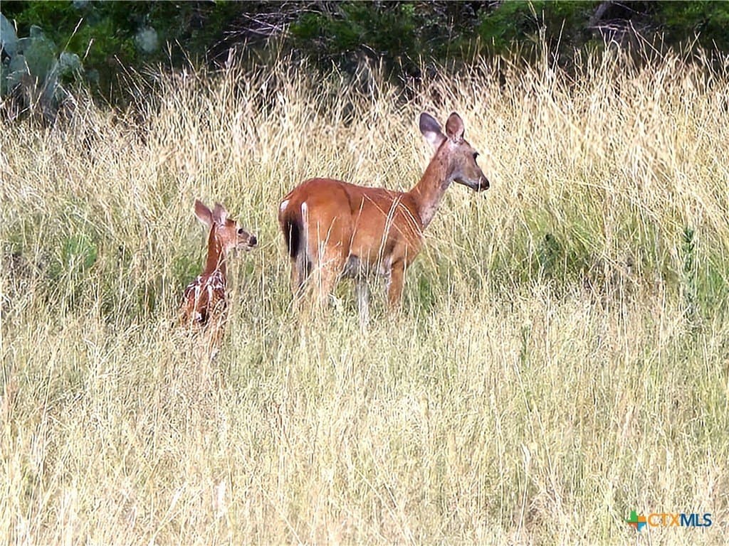 15 acres in Burnet County - photo 32
