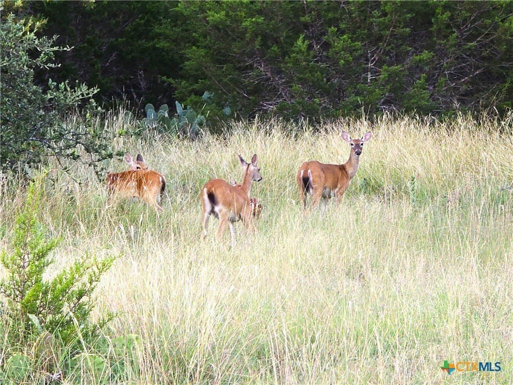 15 acres in Burnet County - photo 31