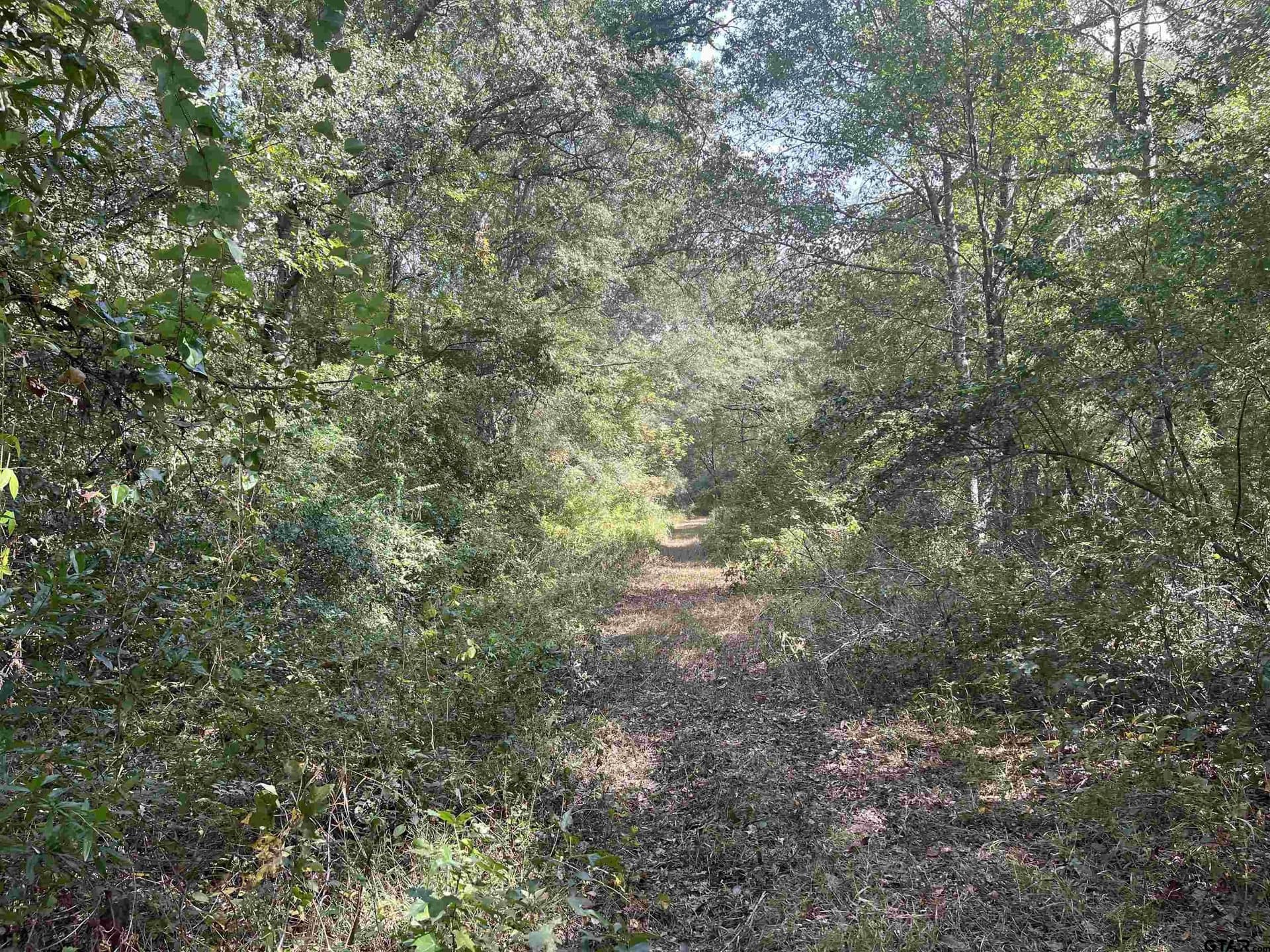 100 acres in Titus County - photo 6