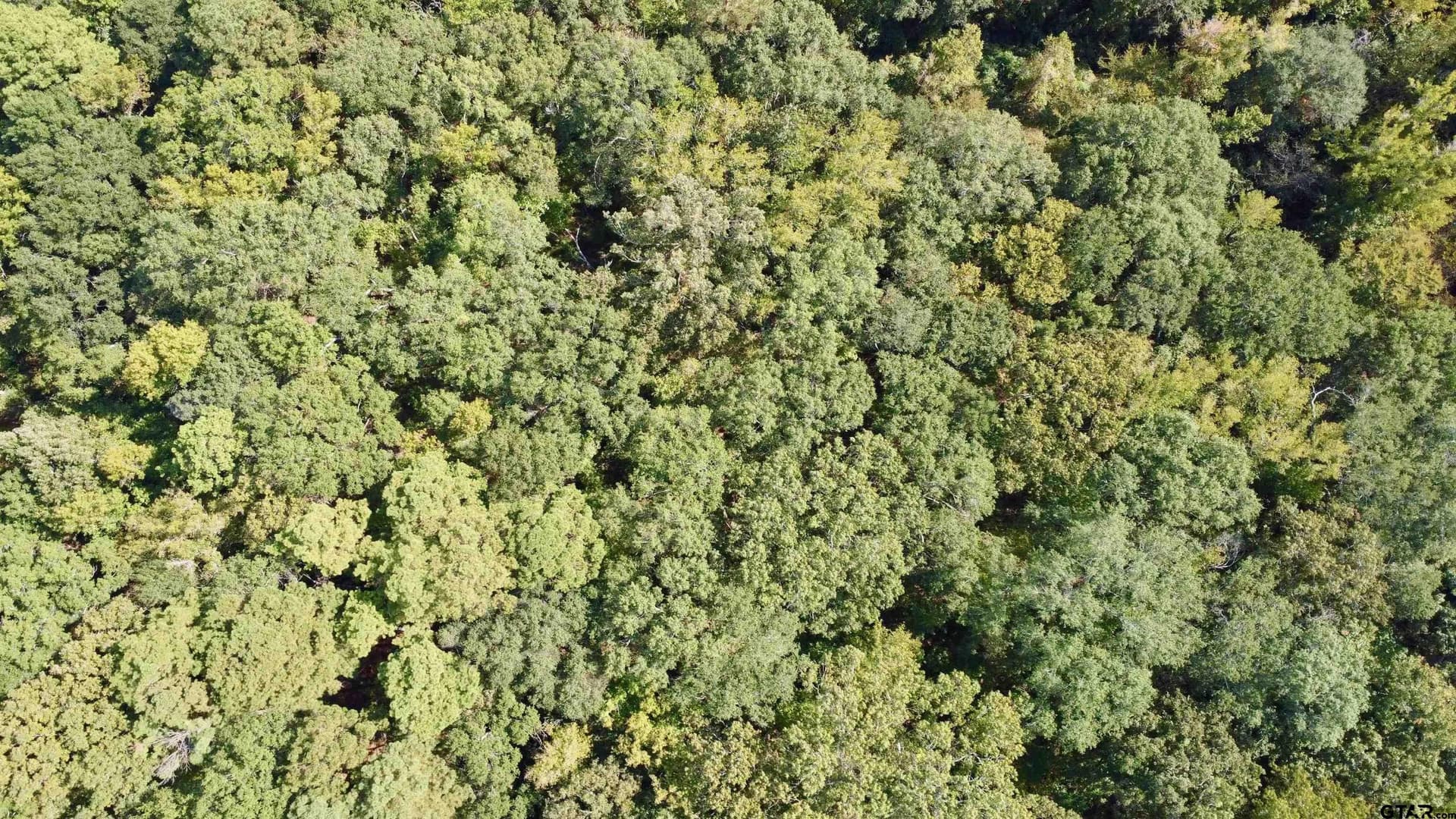 100 acres in Titus County - photo 3