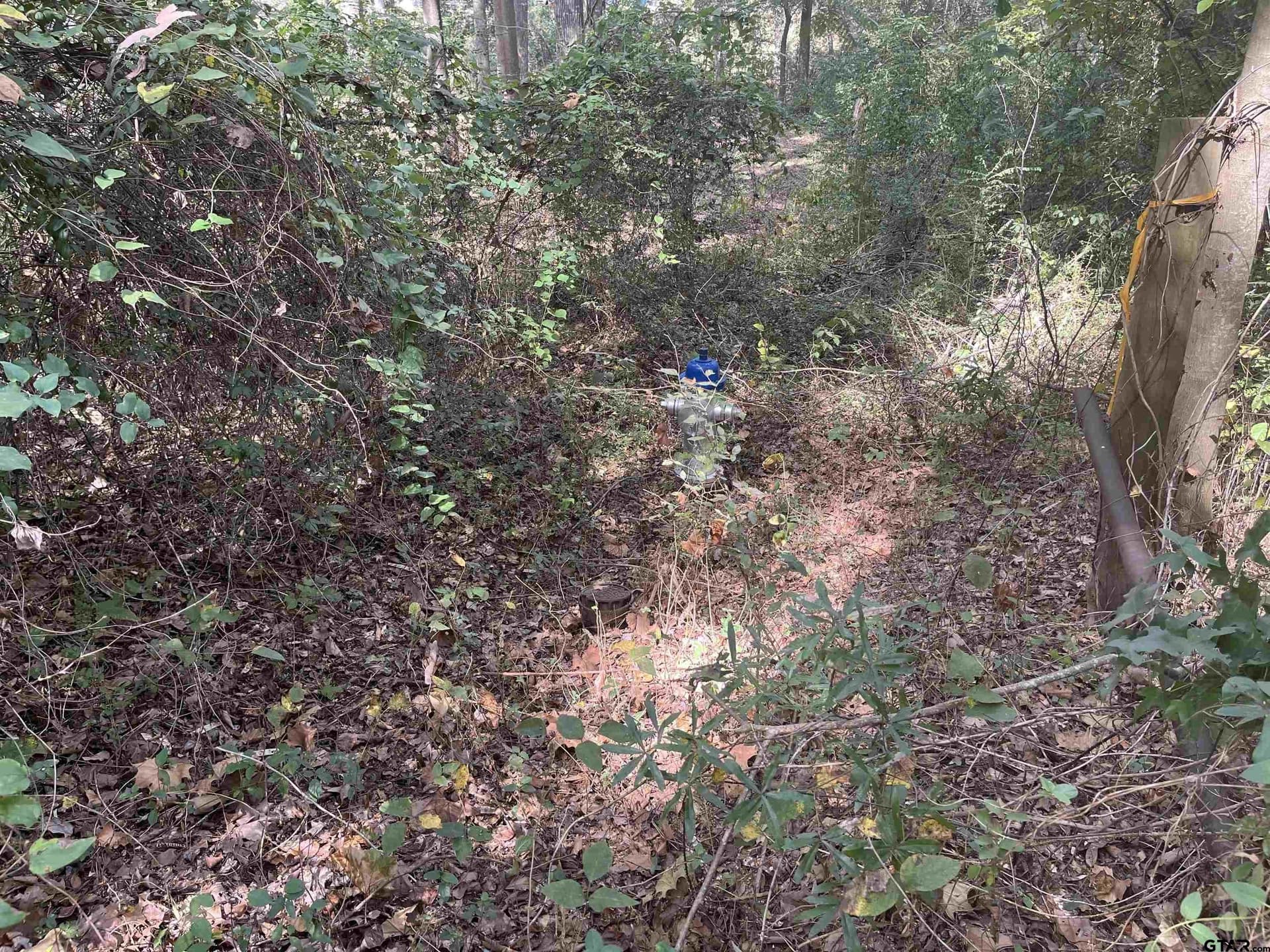 100 acres in Titus County - photo 8