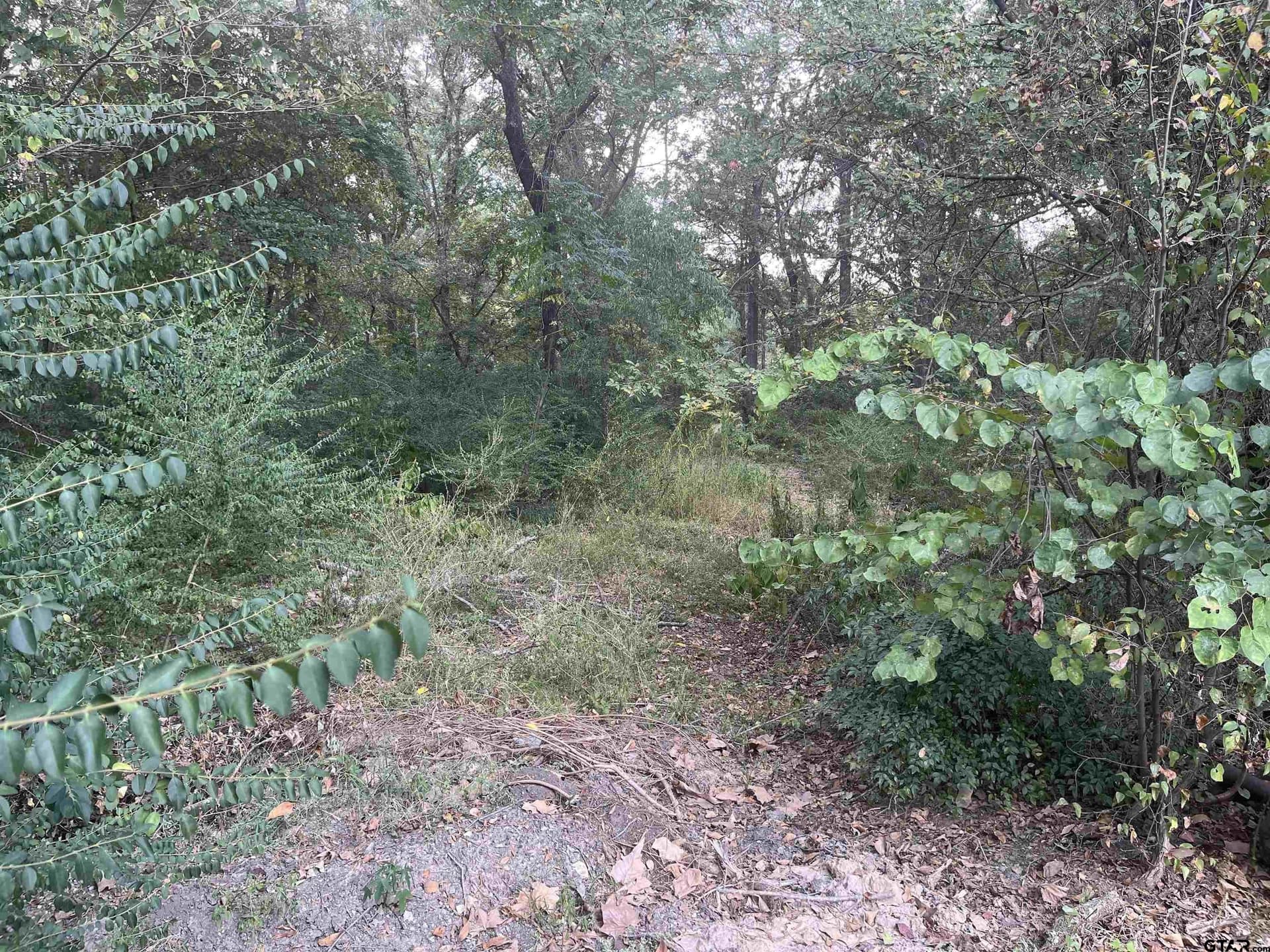 100 acres in Titus County - photo 10