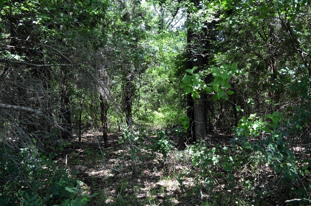 93.53 acres in Henderson County - photo 17