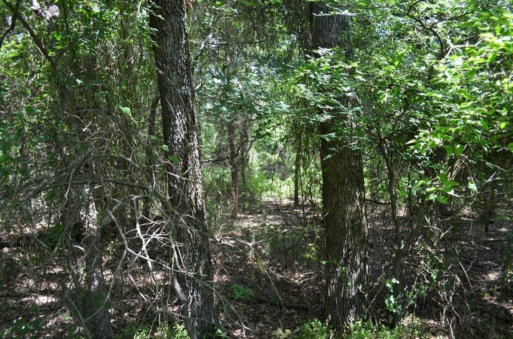 93.53 acres in Henderson County - photo 14