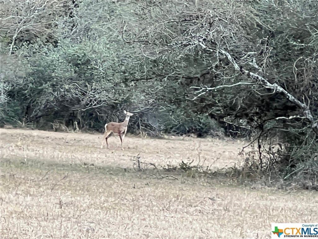 92.66 acres in Victoria County - photo 7