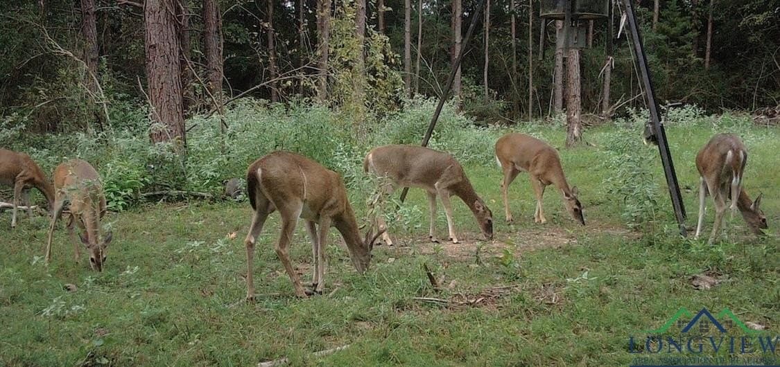 53.92 acres in Panola County - photo 27