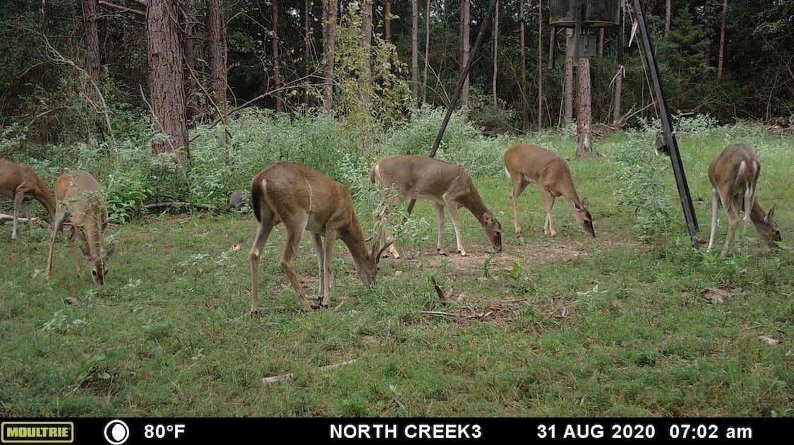53.92 acres in Panola County - photo 27