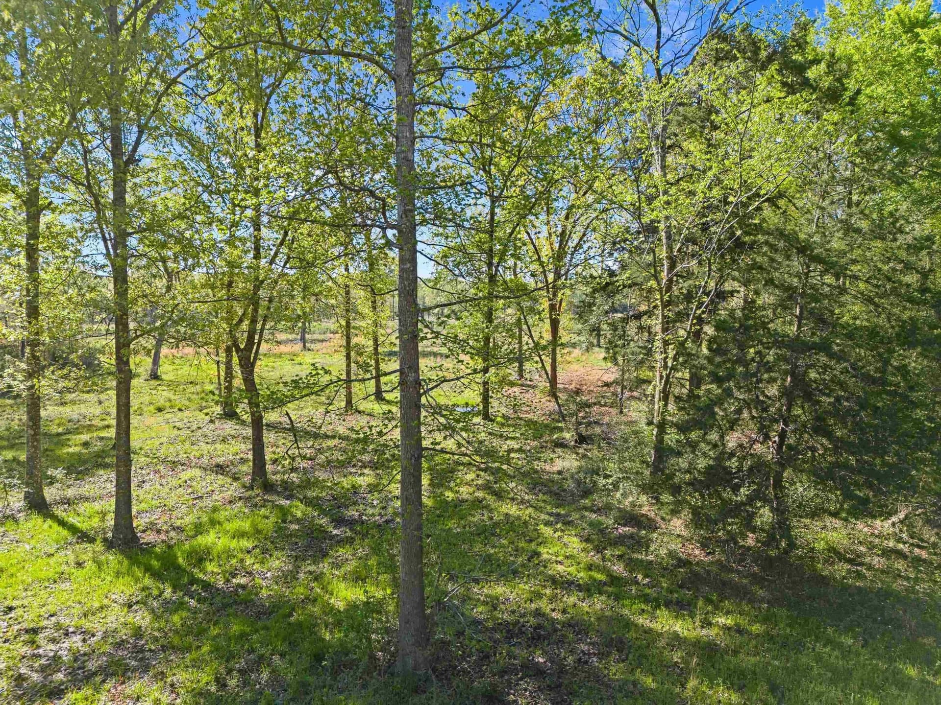 53.92 acres in Panola County - photo 17
