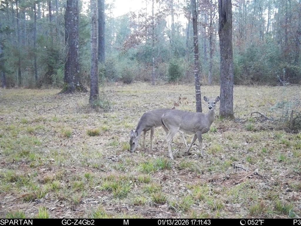 70 acres in Polk County - photo 13