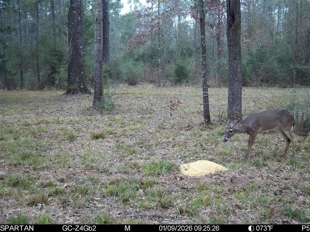 70 acres in Polk County - photo 7