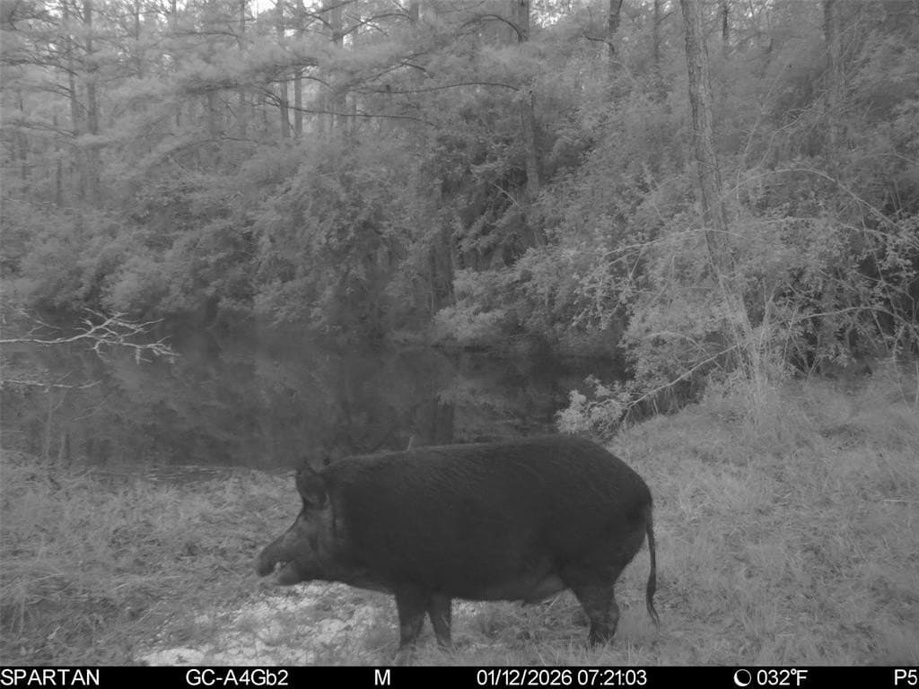70 acres in Polk County - photo 8