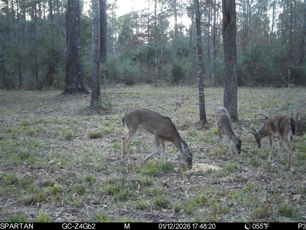 70 acres in Polk County - photo 15