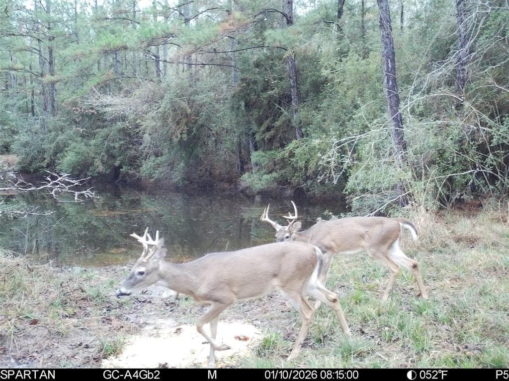 70 acres in Polk County - photo 14
