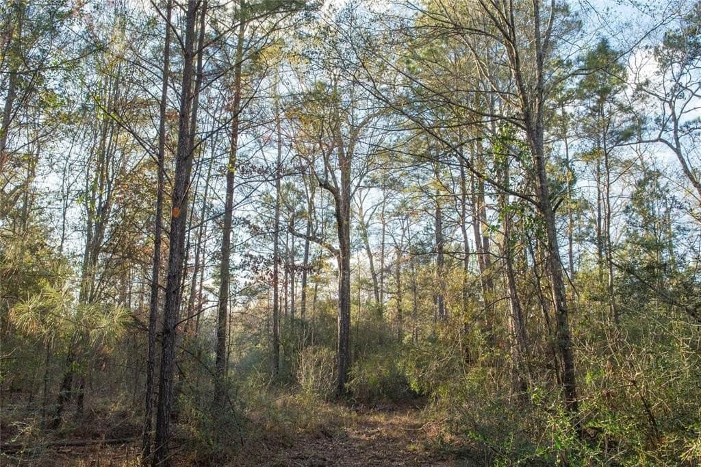 70 acres in Polk County - photo 12