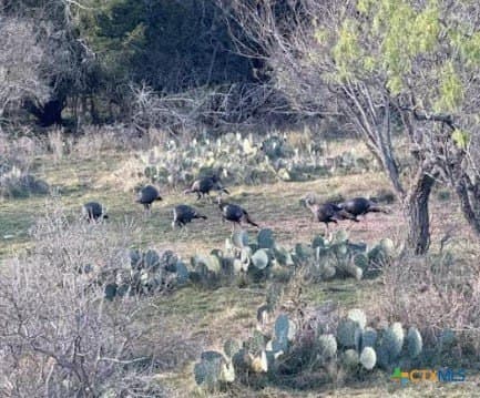 296.67 acres in Lampasas County - photo 5