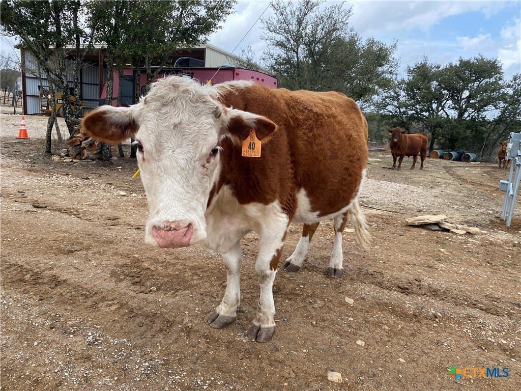 158 acres in Coryell County - photo 18