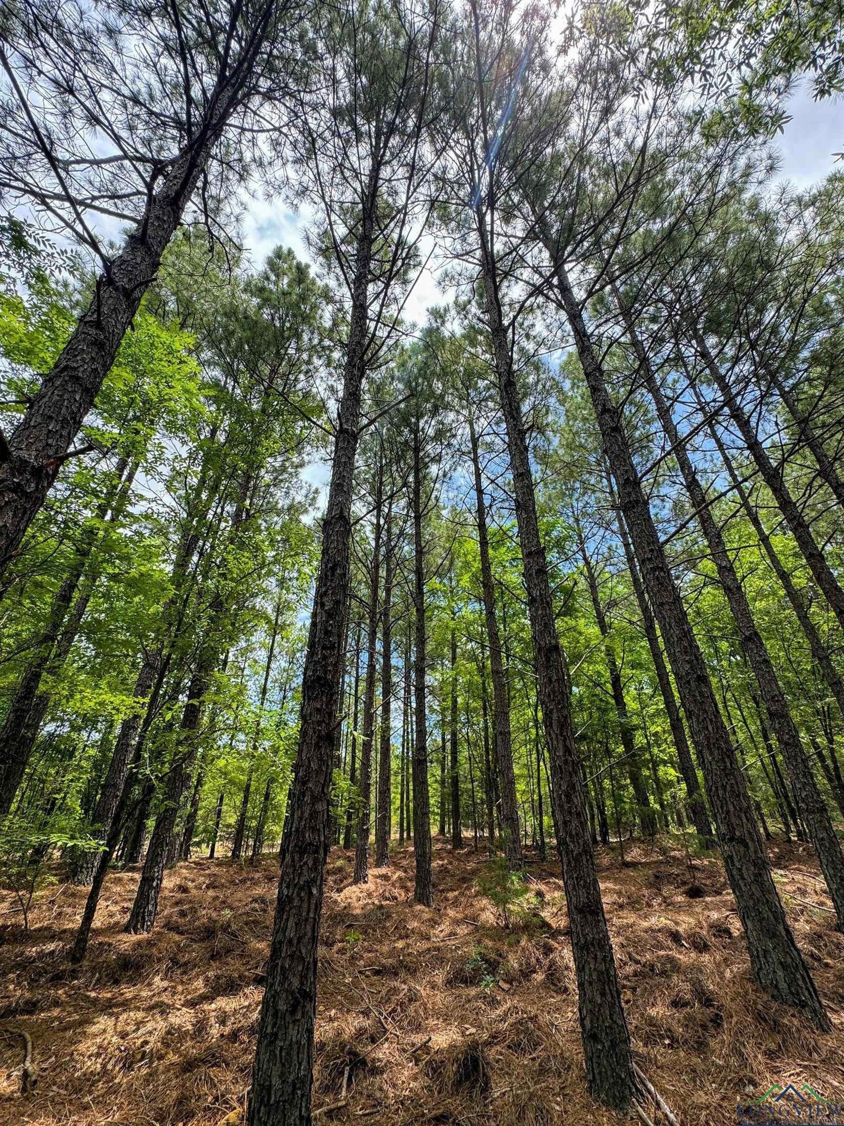60.43 acres in Morris County - photo 29