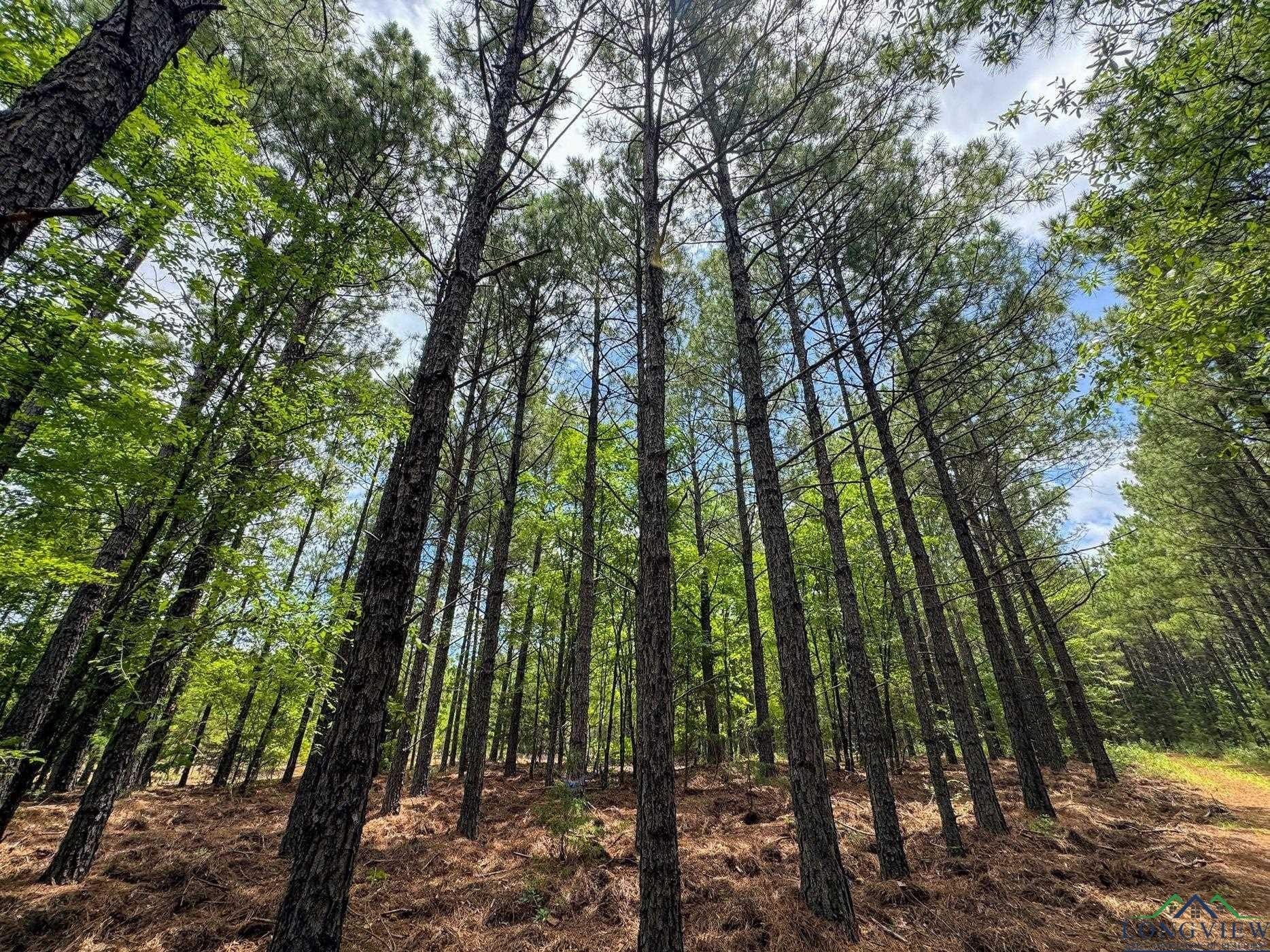 60.43 acres in Morris County - photo 36