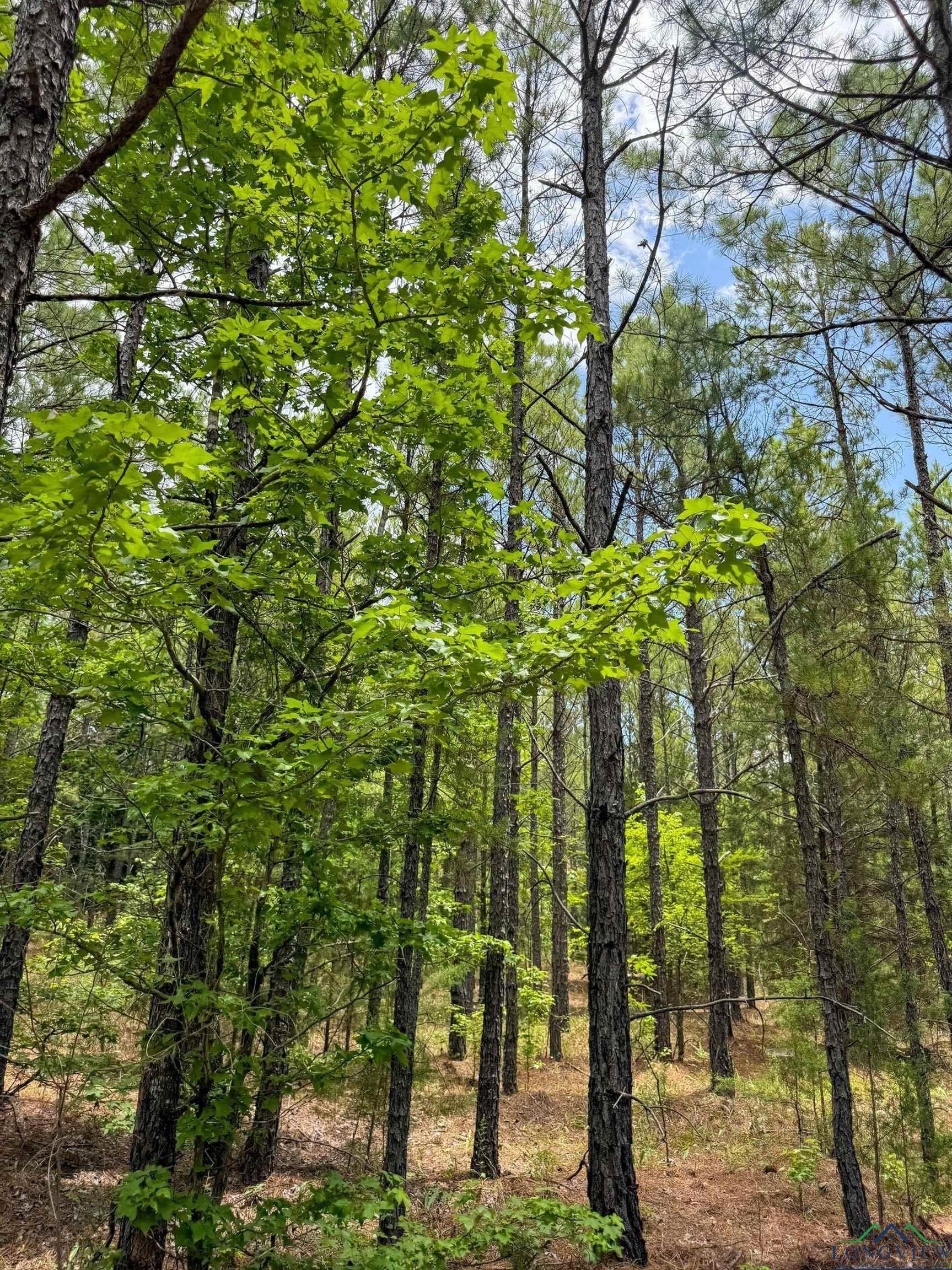 60.43 acres in Morris County - photo 27